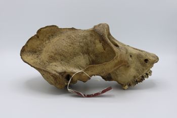 Media type: image; Mammalogy BOM-9587   Description: Gorilla skull right lateral view;